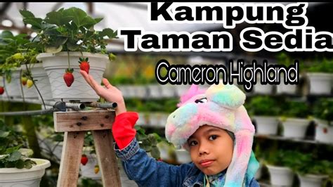 The red ripe delicious berry is sure to tantalise your taste bud and leave you with an there are buses from different locations of peninsular malaysia going up to cameron highlands. Kampung Taman Sedia Cameron Highland | Nasi Lemak Abang ...