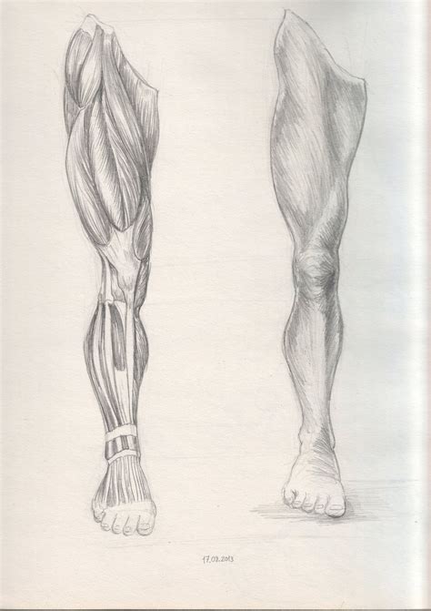 Details Sketch Of Human Leg In Eteachers