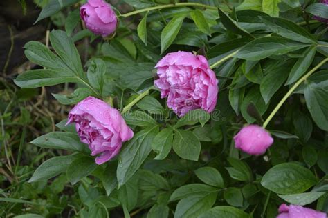 Pink Flowers In A Gardenbouquet Of Fresh Pink Peonies Stock Photo