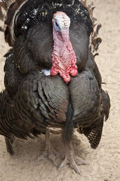 Male Turkey Stock Photo Image Of Farm Strutting Animal 105941590