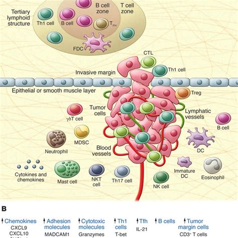 Major Mechanisms Of Tumor Escape And Therapeutic Options The