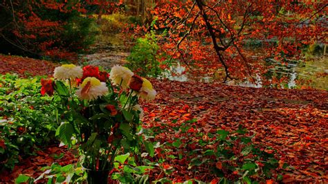 Free Download Fall Flowers Wallpapers 1920x1200 For Your Desktop