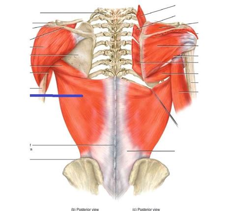 Posterior Muscles At Cedarville University Studyblue