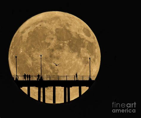 Moonlight Silhouette Digital Art By Diane Lapreta Pixels
