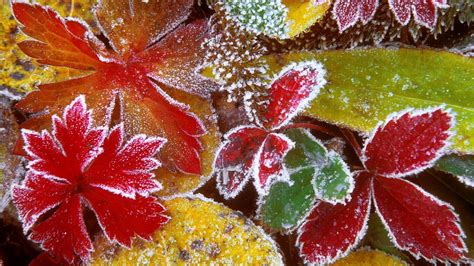 Frosty Autumn Morning Wallpapers Wallpaper Cave