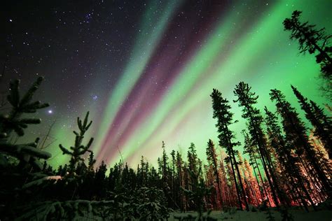 Wallpaper Northern Lights Aurora Borealis Forest Night