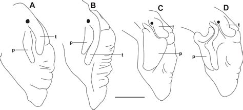 Penis Morphology Of M Minatoi N Sp A M Vinctus B