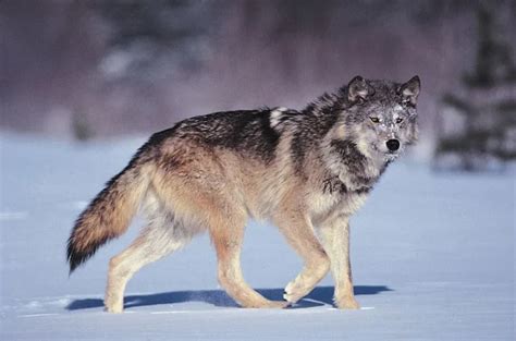 Gray Wolf Timber Wolf Canis Lupus Boreal Forest