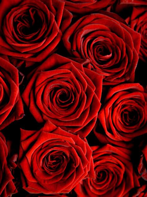 Awesome Red Rose Wallpaper Iphone 2020 3d Iphone Wallpaper