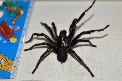 Massive Funnel Webs Spider Venom To Be Milked In Australia Bbc News