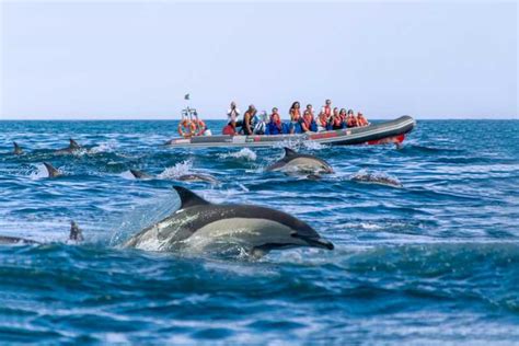 Albufeira Dolphins Benagil Caves And Coastline Boat Tour Getyourguide