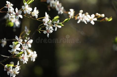 Cherry Flowers In Blossom Blossoming Cherry Tree White Stock Photo