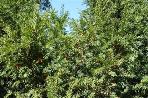 European Yew Branches With Red Berries Against The Sky In Autumn Stock