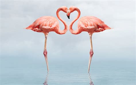 free-download-flamingo-full-hd-wallpapers-1080p-wallpapers13com