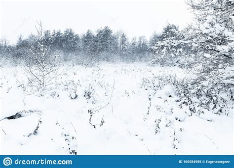 Winter Landscape With Snowy Clearing In A Forest Stock Image Image Of