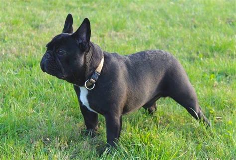 It descended from the vulgar latin of the roman empire, as did all romance languages. Bouledogue français - Wikipedia