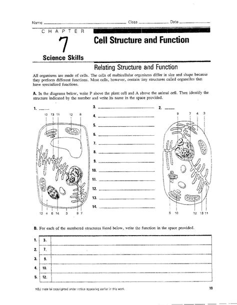 Cell Structure And Function Worksheet Answers Davezan
