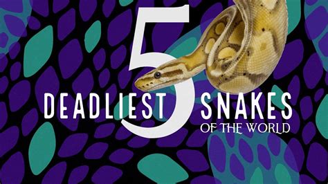 Top 5 Deadliest Snakes Of The World Youtube