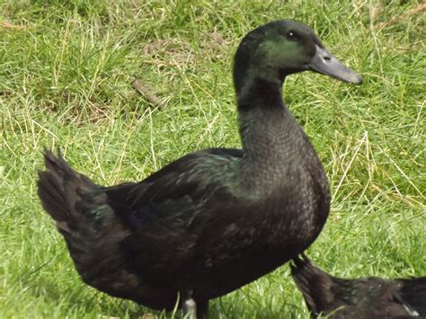 Cayuga Ducks Breed Information Omlet