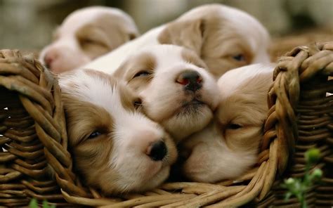 Puppy Wallpaper For Computer Images