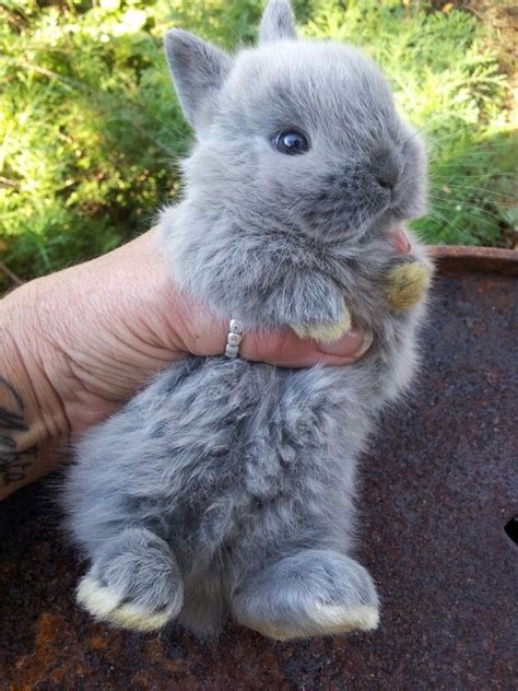 Pin On Netherland Dwarf Rabbits