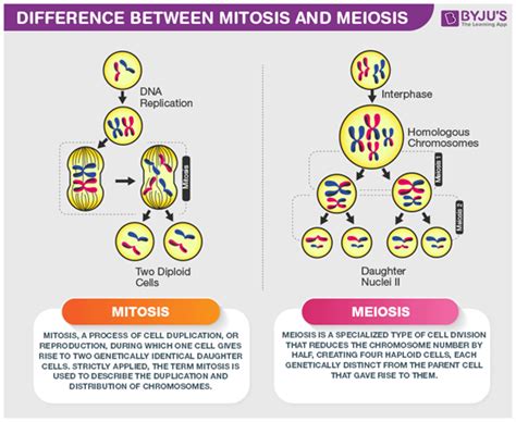 Do Plants Undergo Mitosis Or Meiosis Get The Answer At Byjus Neet