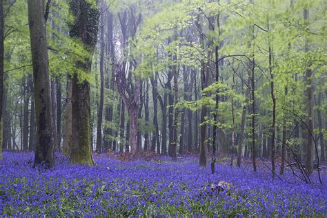 Vibrant Bluebell Carpet Spring Forest Foggy Landscape Photograph By