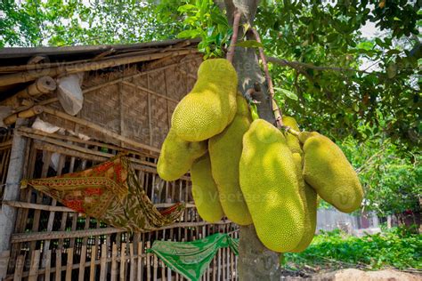 A Large Scale Of Jackfruits Hanging On The Tree Jackfruit Is The