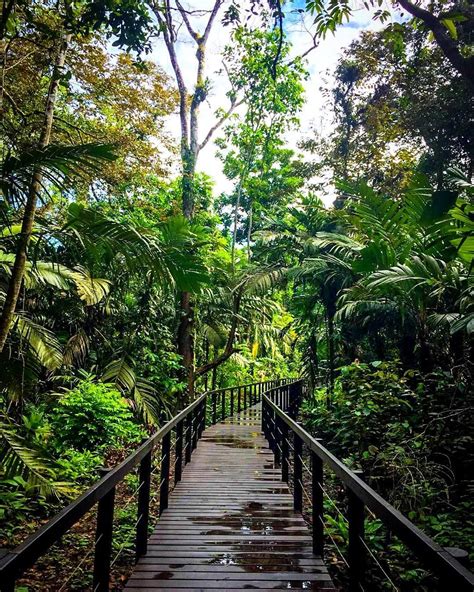 Take A Journey Through This Lush Jungle In Cahuita One Of Costaricas