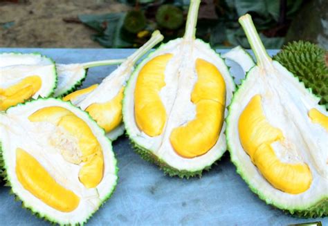 The average prices for musang king was around rm 40++/kg compare to rm 80++/kg a few months ago. Malaysia to use 'Musang King' to make China world's ...