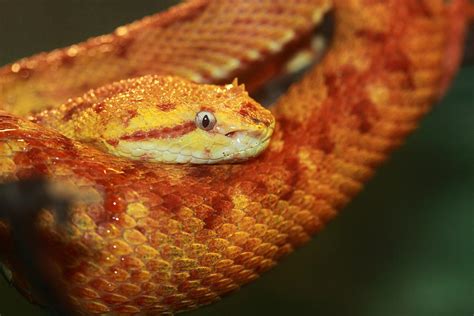 Orange Eyelash Viper Photograph By Paul Slebodnick
