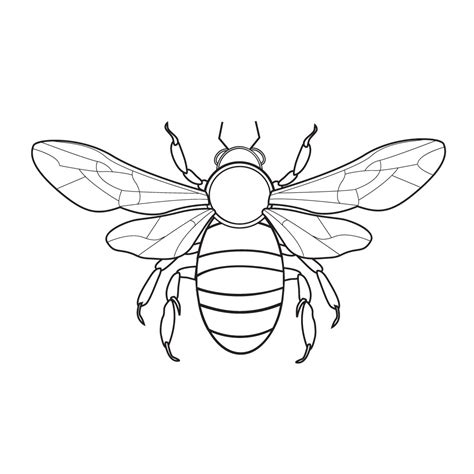 Honey Bee Pages Realistic Coloring Pages