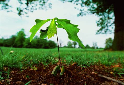 Collect And Plant An Acorn To Grow An Oak Tree