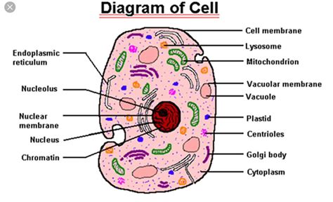 Organelles Of A Cell Other Quiz Quizizz