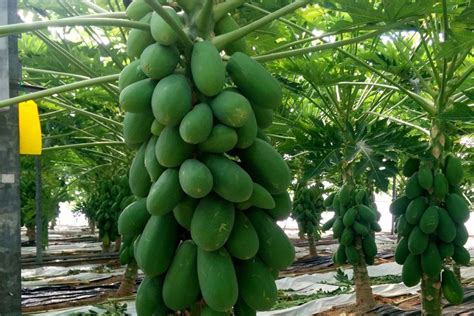 Mayor Rendimiento En El Cultivo De Papaya Gracias A Novedosas Técnicas