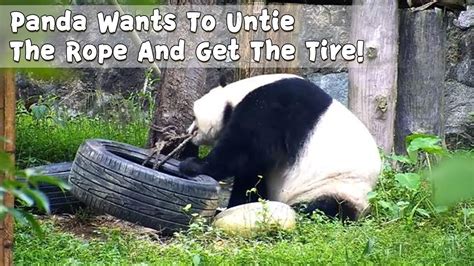 Panda Wants To Untie The Rope And Get The Tire Ipanda Youtube