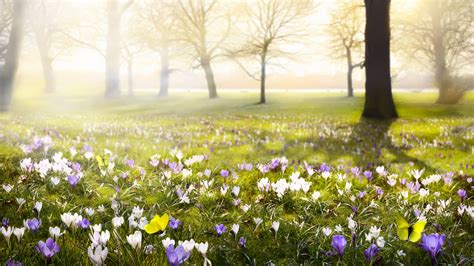 Krokusse Blumen Blüte Frühling 3840x2160 Uhd 4k Hintergrundbilder