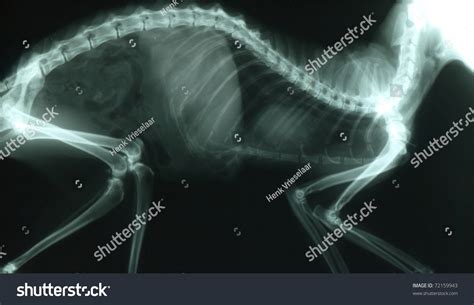 X Ray Of Thorax And Abdomen Of A Cat Stock Photo 72159943 Shutterstock