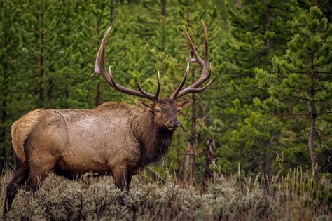 Big Bull Elk This Is One Big Herd Bull In Yellowstone This Is What