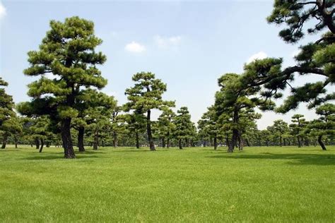 Japanese Black Pine Trees｜kokyo Gaien National Garden｜the National