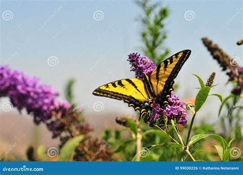 Borboleta Ocidental Do Rutulus De Tiger Swallowtail Papilio Na