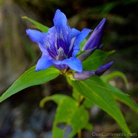 Image Of Willow Gentian