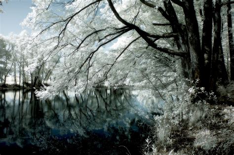 배경 화면 햇빛 나무 경치 숲 호수 자연 반사 눈 겨울 분기 얼음 서리 거울 벚꽃 니콘 동결