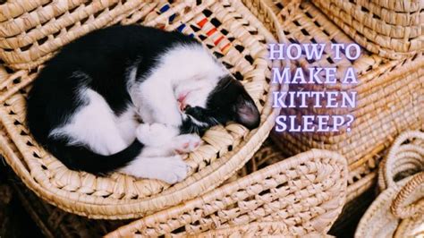 How To Make A Kitten Sleep 5 Tips To Get A Kitten To Sleep At Night