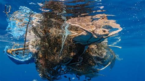 What Are Ghost Nets The Silent Killers Of Our Oceans Orp