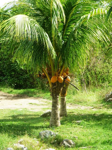 All coconut tree clip art are png format and transparent background. Free Coconut Tree, Download Free Coconut Tree png images ...