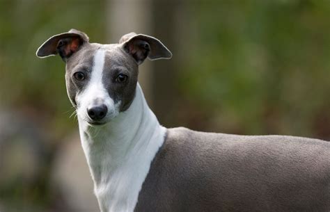 Italian Greyhound Personality Basic Trainability Diet And Origin