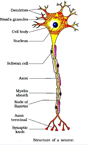 It connects bone and muscles. Draw a labelled diagram of a neuron. toppr.com