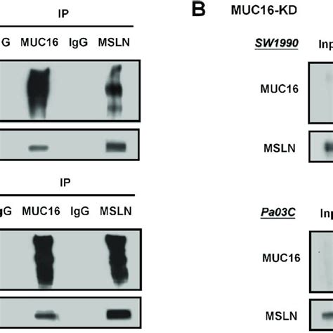 Pdf Mesothelin Binding To Ca125muc16 Promotes Pancreatic Cancer Cell