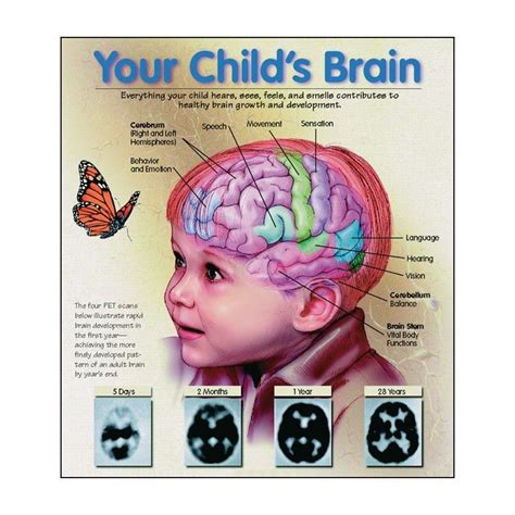 Infant Child Brain Development Did You Know That Positive Social